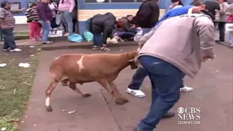 Goat goes on rampage in Brazilian town