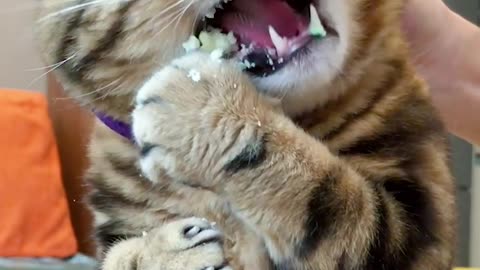 Fierce Feline Feasting: Watch This Cat Devour Its Meal with Unbridled