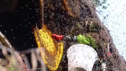 Man attack bees for honey