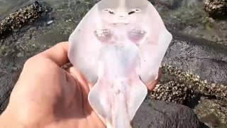 Stingray fish has Rescue