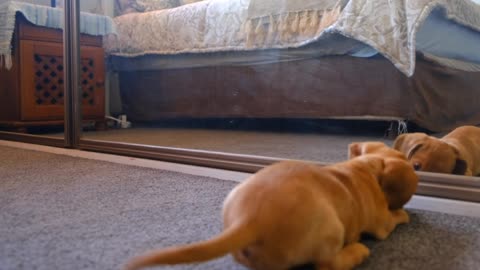 A Dog Fights With His Reflection In The Mirror