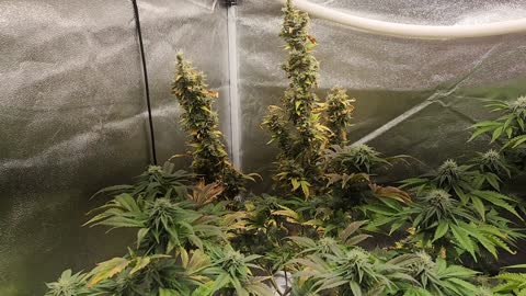 Nukeheads genetics week 4 of flower in a 3x3 grow tent. Sponsored by #Nukeheads