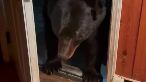 Bear Looks For Something To Steal Before Closing Door