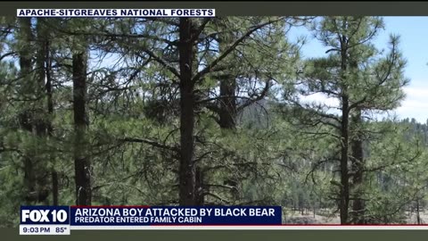 Bear attacks Arizona teen watching TV