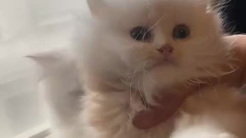 Kitten Meowing |Cat Sound| Cute Cat Videos #shorts #cat #puppy #catlover #catfunnyshorts #luca #cute