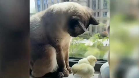The cat watches the chickens