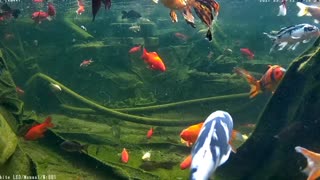 koi and goldfish pond 210307