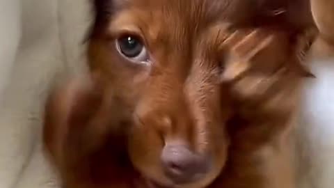 Funny animals videos | Cute animal videos | Funny Dog&Cats videos |Hilarious pet video| Funny video