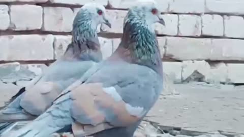 Beautiful pigeon breeder pair best flying