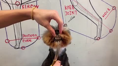 Schnauzer Dog Haircuts - Schnauzer Puppy Grooming - Puppy Groomy