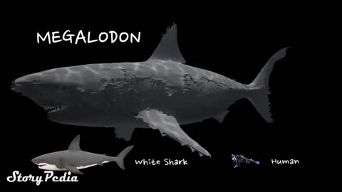 Megalodon | LARGEST Shark In The World - Megalodon Hindi