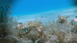 Seahorse Searches for Food