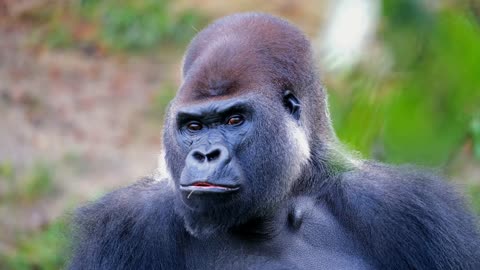 The incredible, the gorilla who eats like a man.