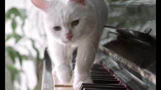 Cat on the Piano