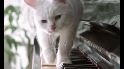 Cat on the Piano