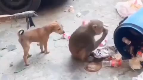 Dog vs monkey fight funny video😄