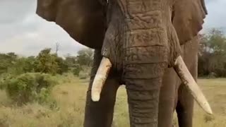 Up-Close Encounter With an African Elephant