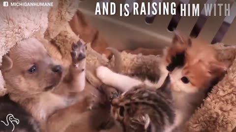 Puppy Loses His Mom And Gets Adopted Into A Litter Of Kittens