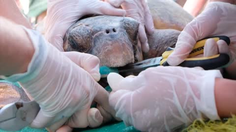 help save the sea turtle