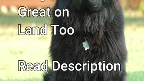 Quick Facts - 5 Quick Facts About Newfoundland Dogs