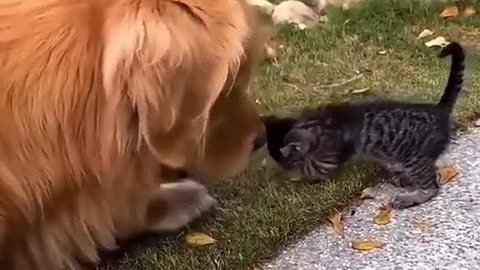 Dog and pussy cat