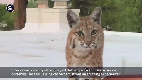 Cute Arizona Bobcat Turns Spooky When She Sees She's Being Watched