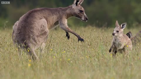 Kangaroo Boxing Fight Life Story BBC Earth