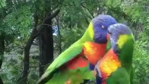 What a lovely and beautiful pair of parrots?