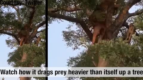 Watch leopard show's off kill drags prey heavier than it self up tree