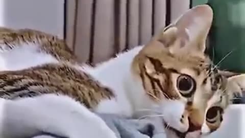 Funny cat Expression