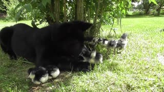 German Shepherds fascinated by newborn chicks