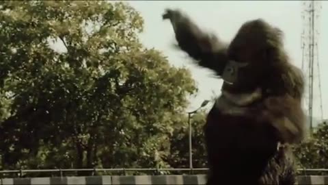 Gorilla running on the Road [ Funny Clip].........