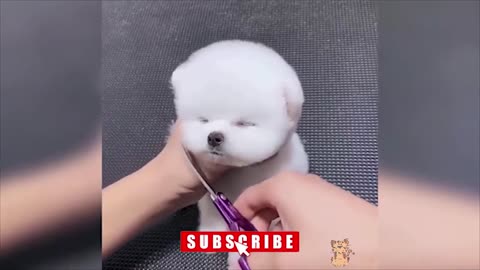 Baby Dogs Cute and Funny Dog Videos