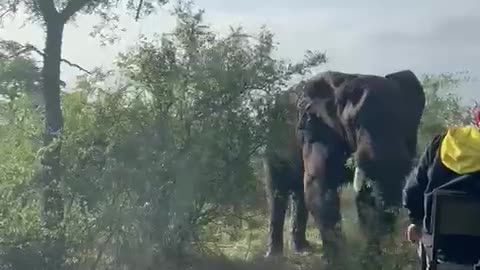 Scary! Elephant rams into safari vehicle near Hoedspruit [watch]