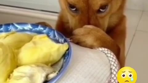 Funniest Cats and Dogs - Funny Animals - Try Not To Laugh - funny animal videos #dogs&cat