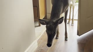 Puppy Greets Deer at the Door