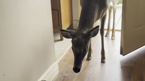 Puppy Greets Deer at the Door