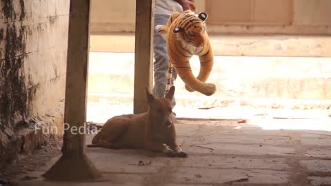 Fake Big Tiger Prank Dog So Funny Can Not Stop Laugh Must Watch New Funny Comedy Video