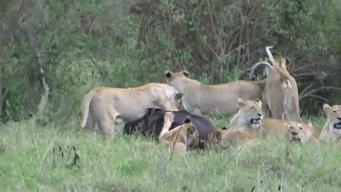 Lion killing Cape buffalo Part 2