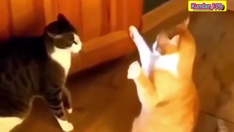 2024dog cat viral comedy videos scene