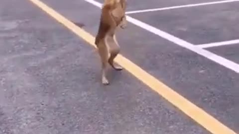 FUNNY CUTE DOG DANCING