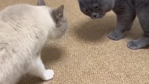 Funny cat videos 😂😂 episode 3 #shorts