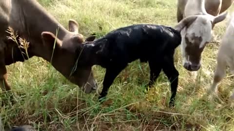 Newborn baby Calf - Help! Who's my mommy