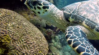 Incredibly Beautiful Sea Turtle Descends Between Divers