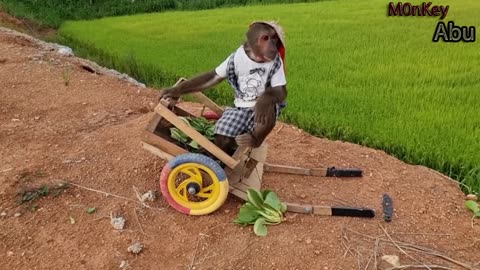 ABU RICKSHAW GOES TO HARVEST VEGETABLES FOR GRAND MOTHER TO COOK