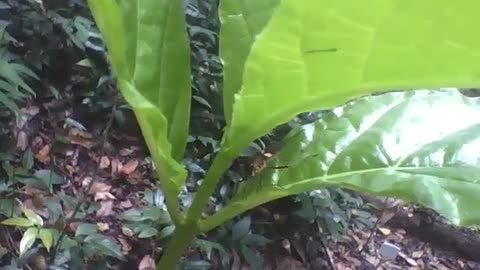 Stink bug is seen on passion fruit leaf in botanical garden [Nature & Animals]