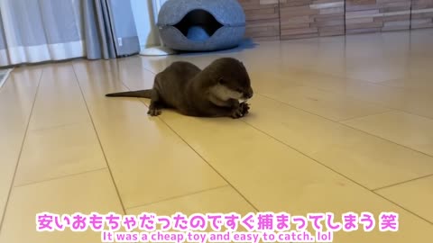 Warning! Otter shows unusual interest in running cockroach toy