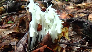 Ghost Plant