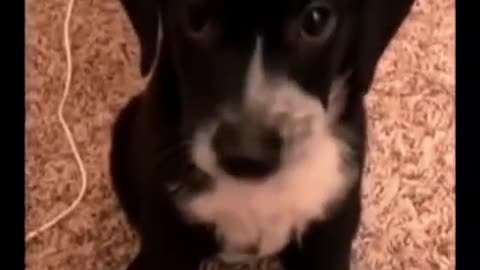 funny and cute dog compilation.