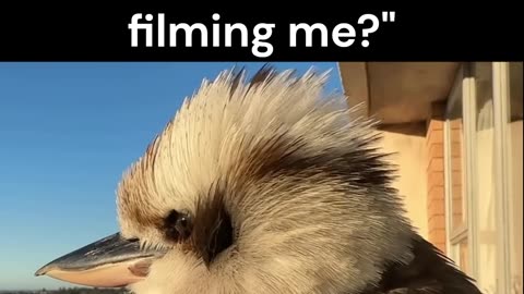 Kookaburra Bird says Are you filming me